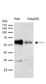Cdc25C Rabbit mAb [KD Validate