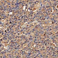 CD117 Antibody抗体，orb1474022，bi