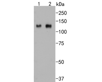 ITGB3 Recombinant Rabbit Monoc