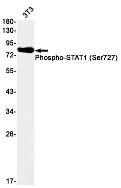 Phospho-STAT1 (Ser727) Rabbit 