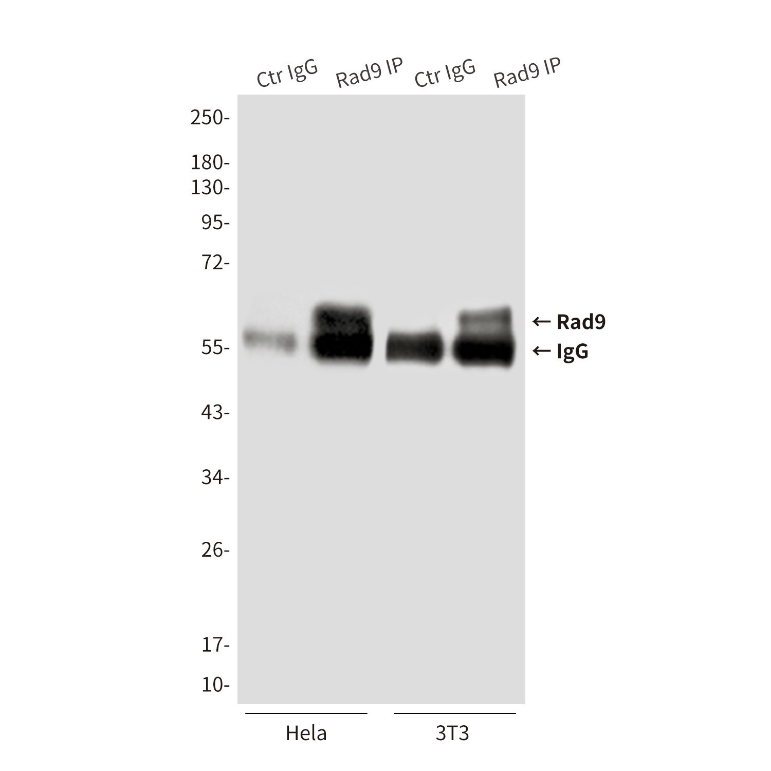 Rad9 Mouse mAb抗体，orb1563141，bi