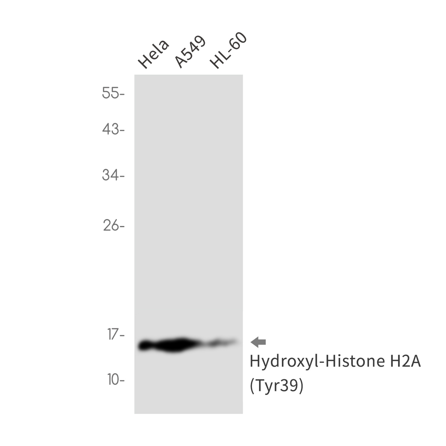 Hydroxyl-Histone H2A (Tyr39) R