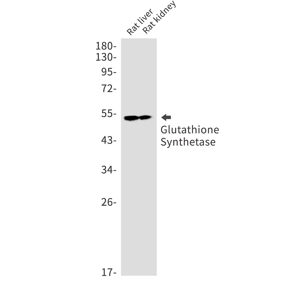 Glutathione Synthetase Rabbit 