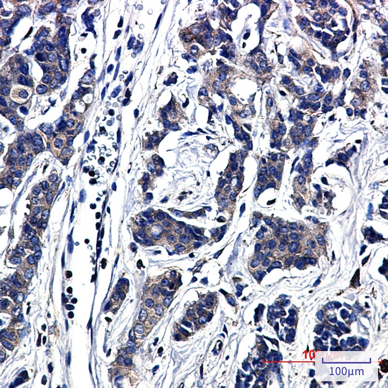 Paxillin Rabbit mAb抗体，orb15637