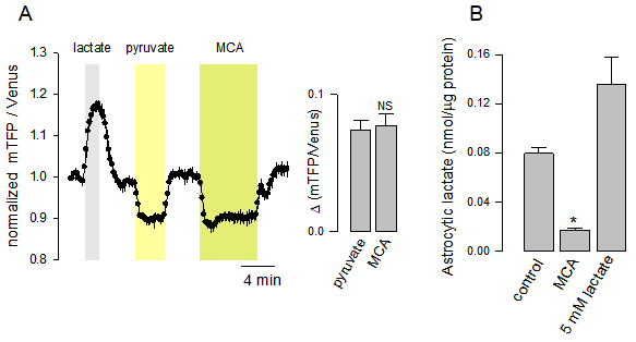 【新品-乳酸探针Laconic】科研人员基于FRET原理开发实时检测单细胞内乳酸浓度与通量的基因编码探针Laconic