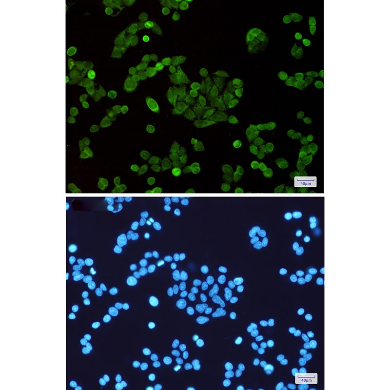 STAT5 Rabbit mAb抗体，orb1564221，