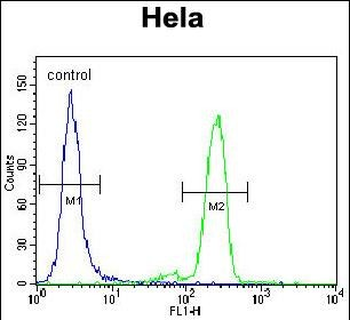 PML Sumoylation Site Antibody抗