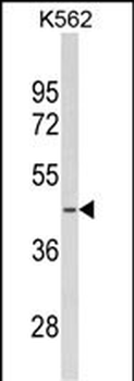 SDS Antibody (N-term)抗体，orb397