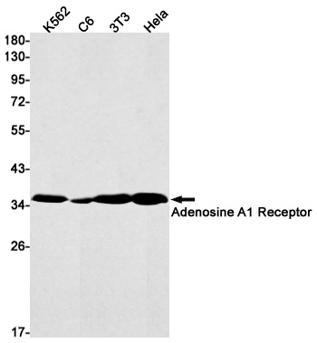 Adenosine A1 Receptor Rabbit m