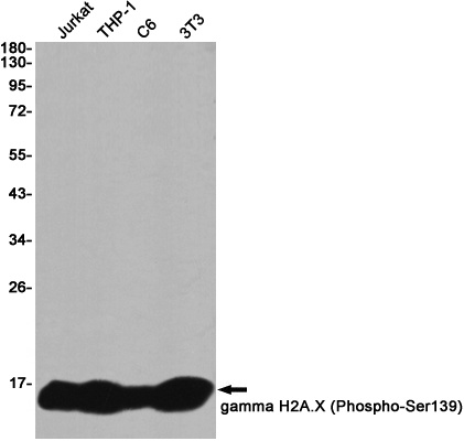 Phospho-Histone H2A.X (Ser139)