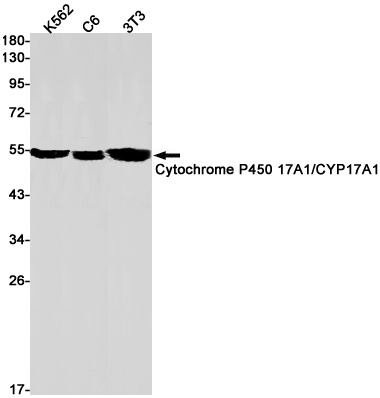 Cytochrome P450 17A1 Rabbit mA