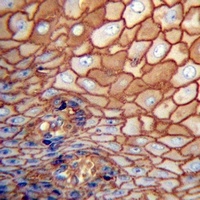 CD44 Antibody抗体，orb1473982，bio