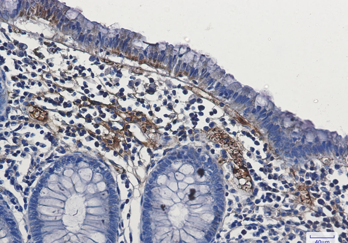 FAK Rabbit mAb抗体,orb1564921,bi