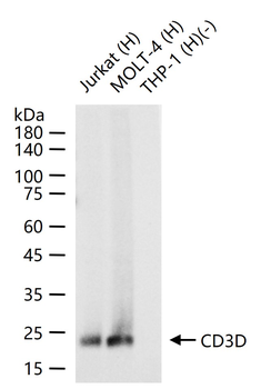 CD3D Recombinant Rabbit Monocl