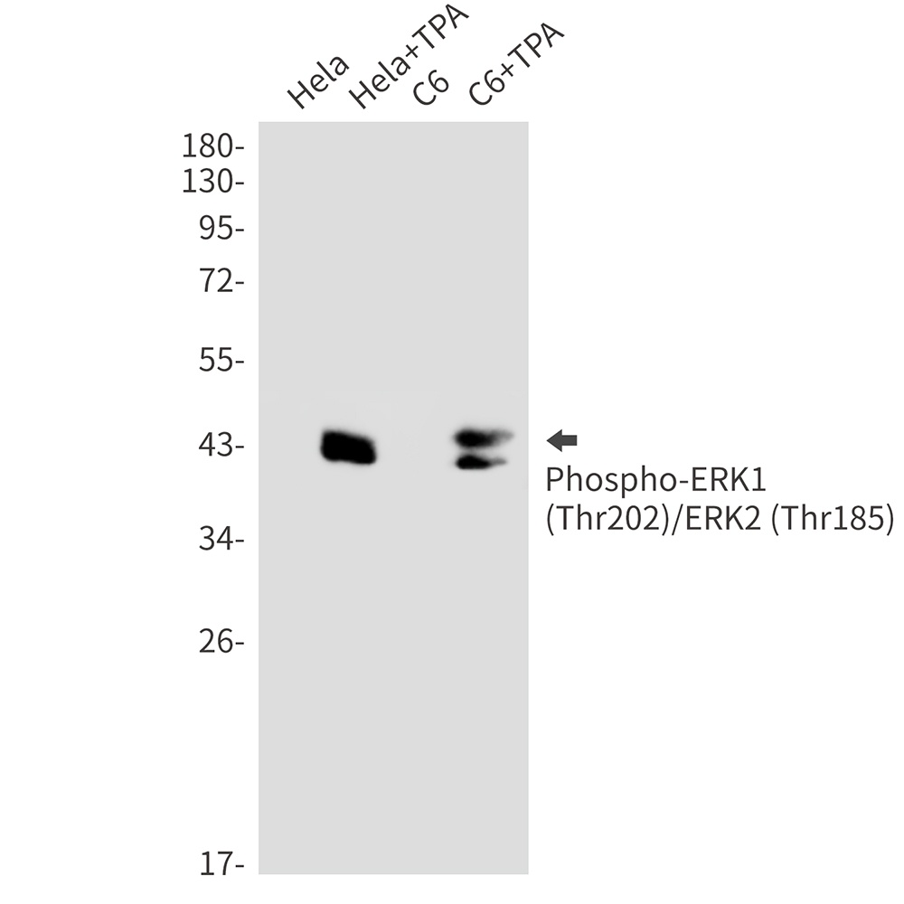 Phospho-ERK1/2 (Thr202/Thr185)