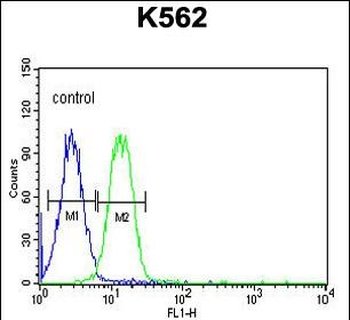 AVIL Antibody (N-term)抗体，orb35