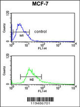 CTNA1 Antibody (N-term)抗体，orb1