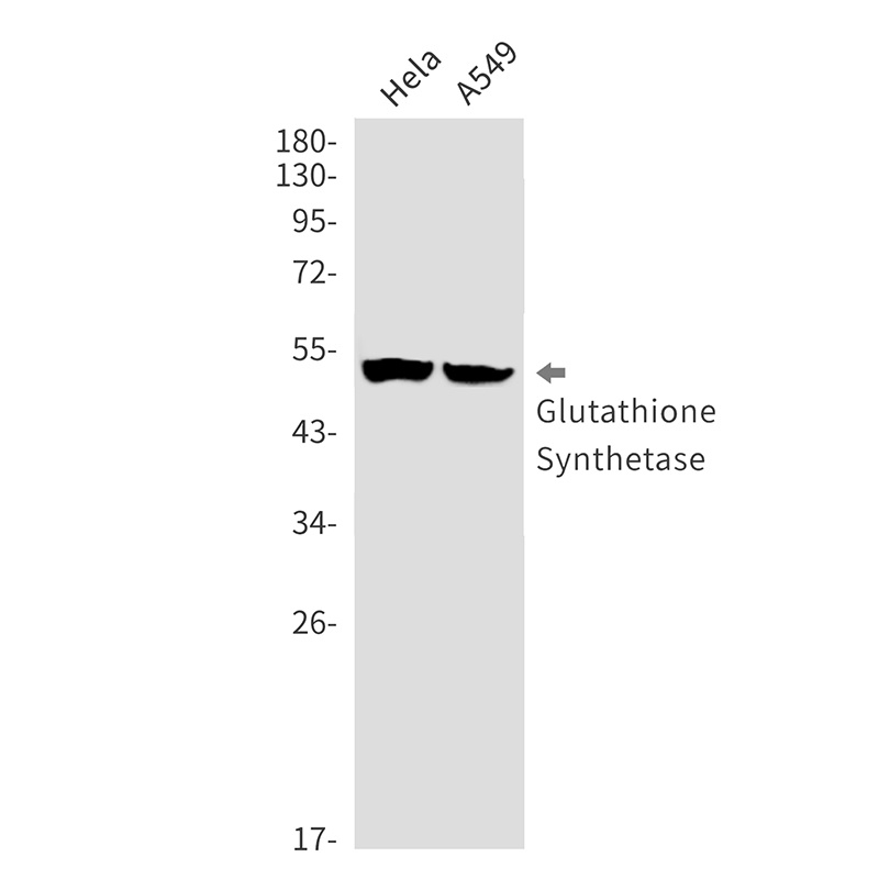 Glutathione Synthetase Rabbit 