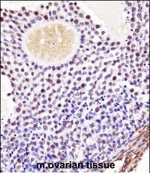 Mouse Wee2 Antibody (Center)抗体