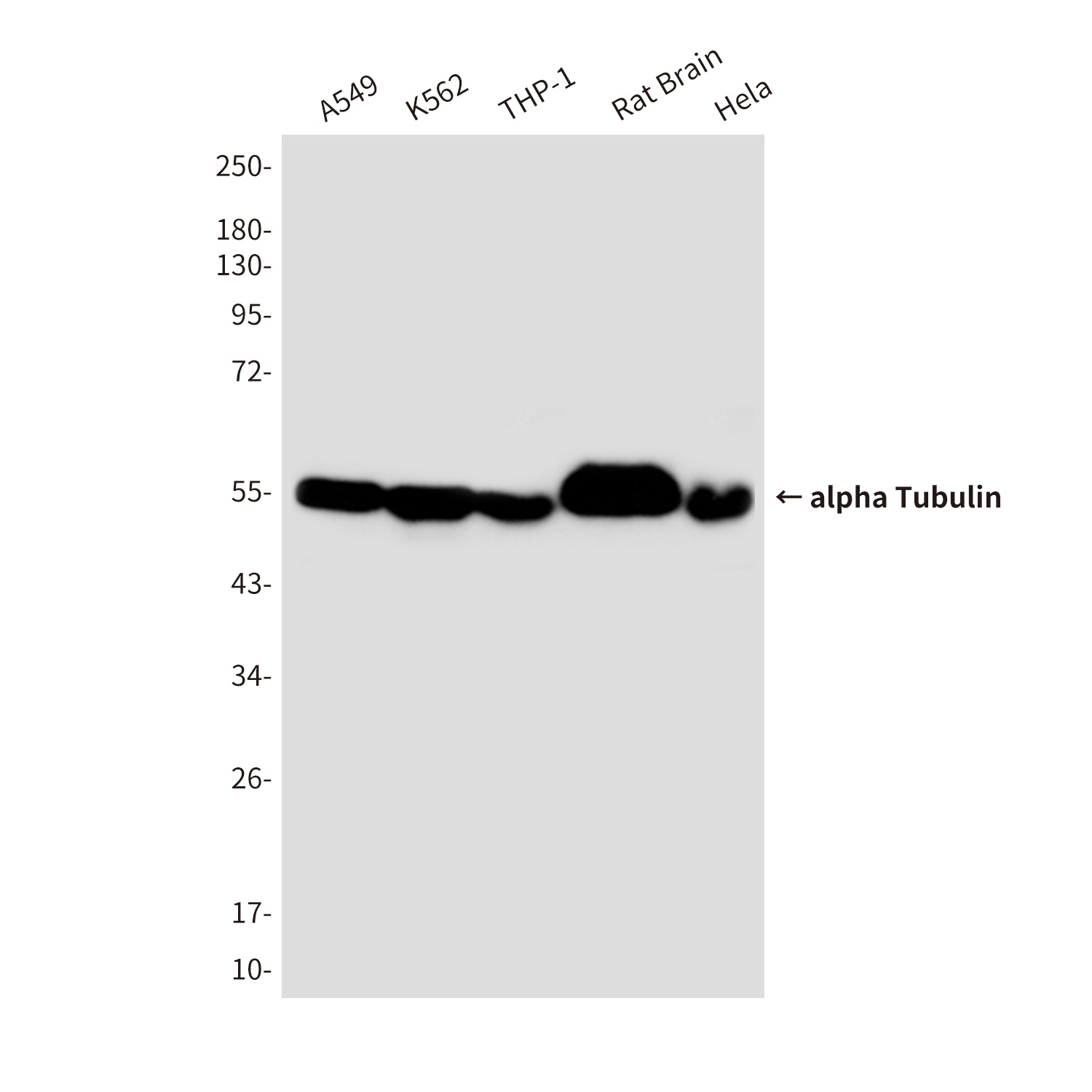 alpha Tubulin (4C9) Mouse mAb抗