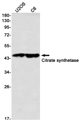 Citrate Synthetase Rabbit mAb抗