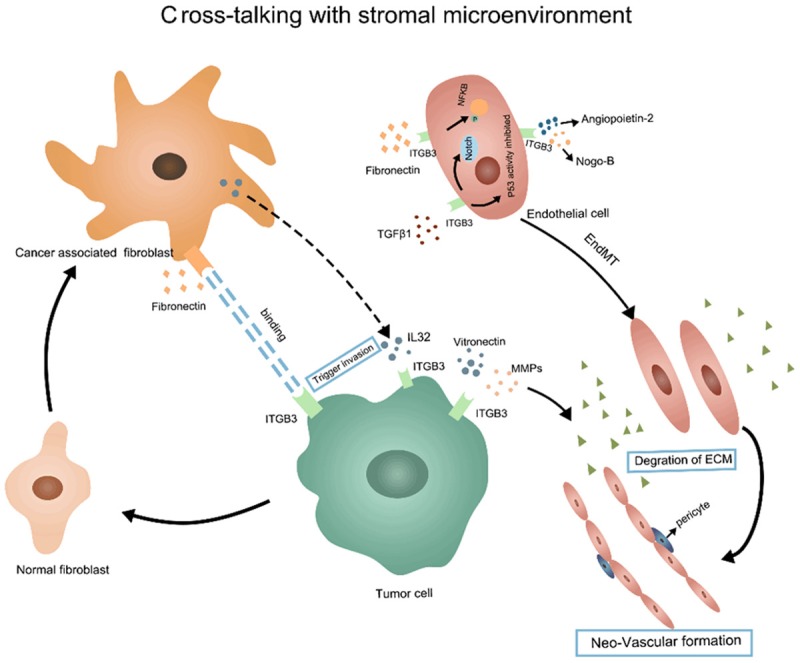 佰乐博生物蛋白抗体——血小板与整合素关键标志物之Anti-Human CD61/ITGB3 Antibody (SZ21)，抗人CD61/整合素β3（克隆号SZ21）抗体蛋白抗体