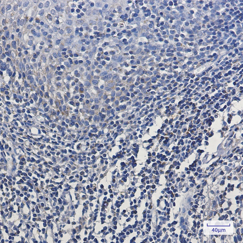 MTCO2 Rabbit mAb抗体，orb1564598，