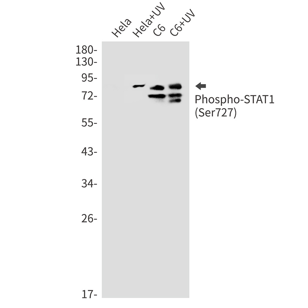 Phospho-STAT1 (Ser727) Rabbit 