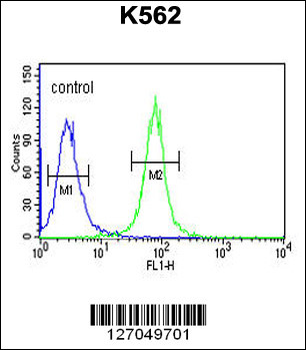 AAA1 Antibody (C-term)抗体，orb14