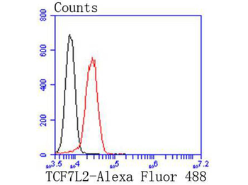 TCF7L2 Recombinant Rabbit Mono