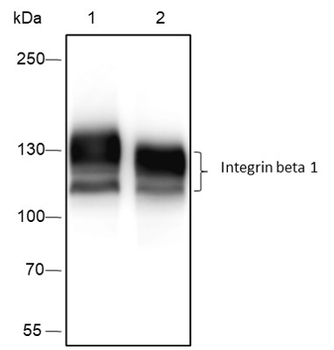 Integrin beta 1 Recombinant Ra