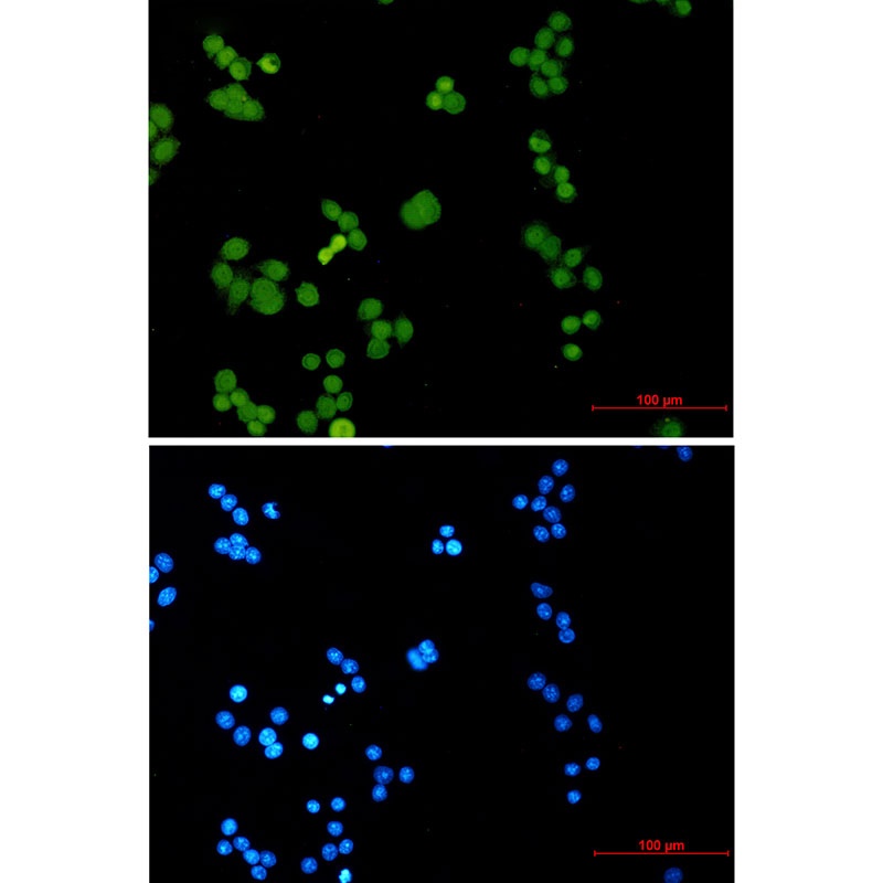 Phospho-MCM2 (Ser27) Rabbit mA