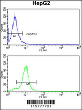 CYP2E1 Antibody (C-term)抗体，orb