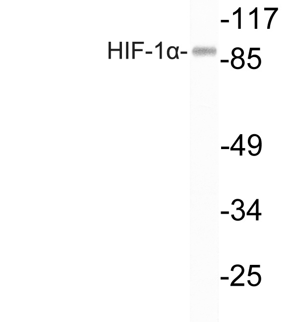 HIF1 alpha Rabbit pAb抗体，orb156