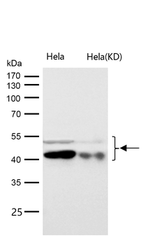 GSK3α/β(Phospho-Tyr216/Tyr279)