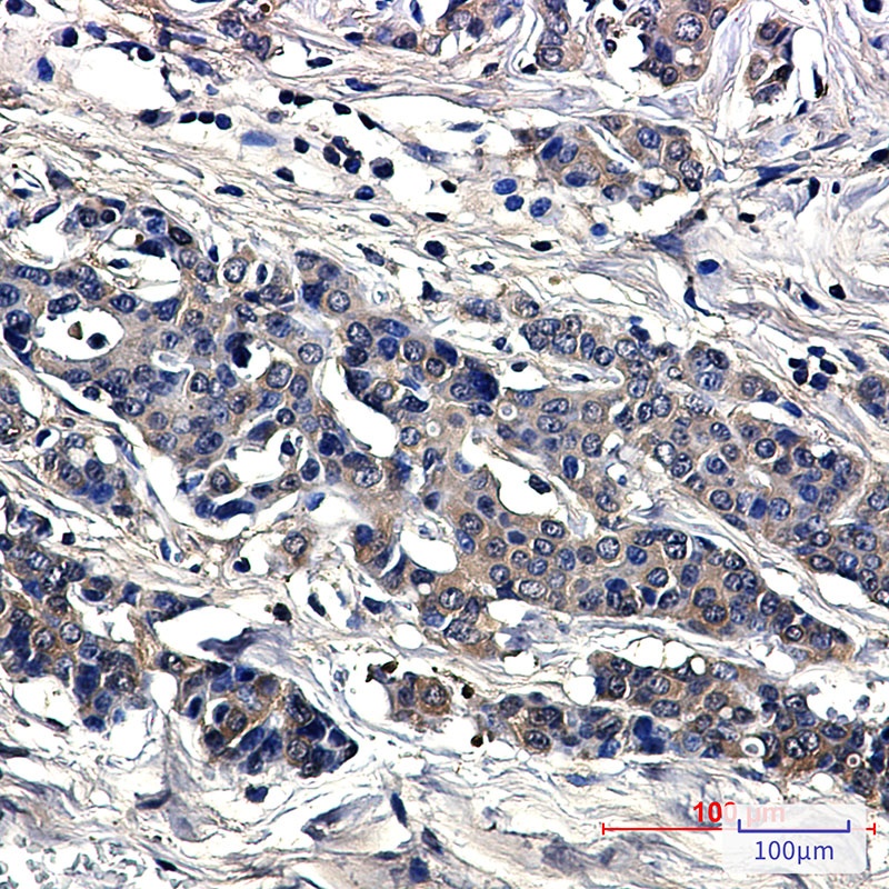 Superoxide Dismutase 1 Rabbit 