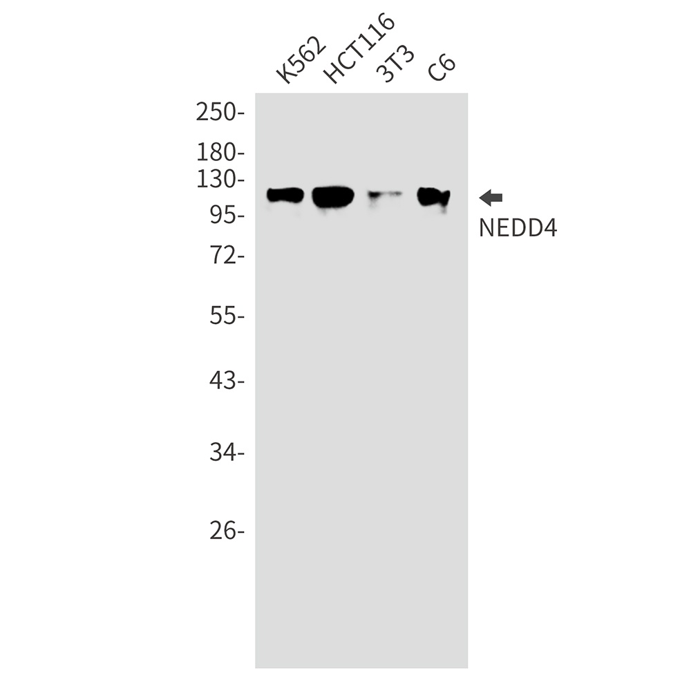 NEDD4 Rabbit mAb抗体，orb1564044，