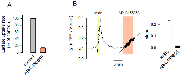 【新品-乳酸探针Laconic】科研人员基于FRET原理开发实时检测单细胞内乳酸浓度与通量的基因编码探针Laconic
