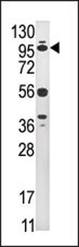 USP1 Antibody (C-term)抗体,orb33