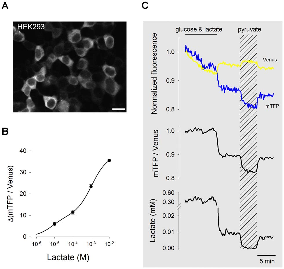 【新品-乳酸探针Laconic】科研人员基于FRET原理开发实时检测单细胞内乳酸浓度与通量的基因编码探针Laconic