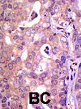 USP1 Antibody (C-term)抗体,orb33