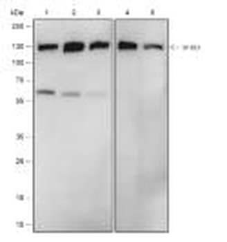 SF3B3 Recombinant Rabbit Monoc