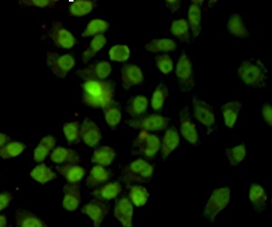 Ku70 (7B1) Mouse mAb抗体,orb1563