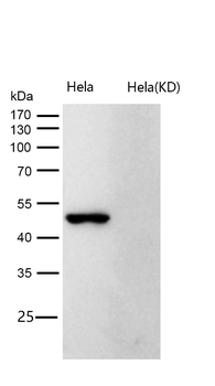 CDC37 (Phospho-Ser13) Rabbit m