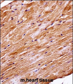 Mouse Mapk4 Antibody (N-term)抗