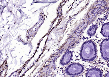 CD90/Thy-1 Recombinant Rabbit 