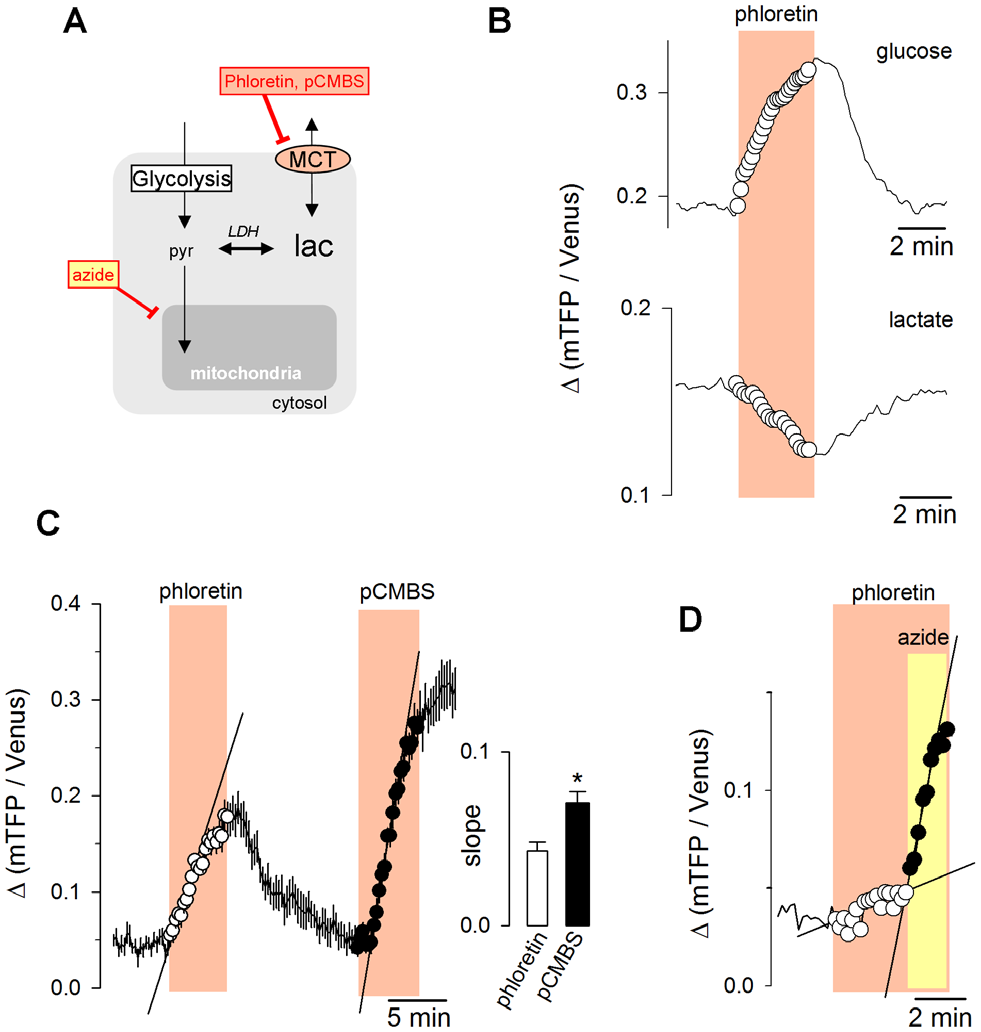 【新品-乳酸探针Laconic】科研人员基于FRET原理开发实时检测单细胞内乳酸浓度与通量的基因编码探针Laconic