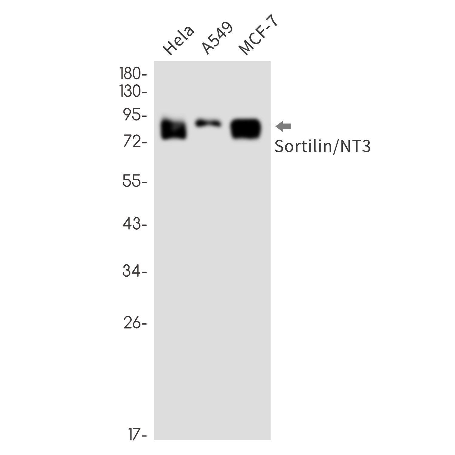 Sortilin Rabbit mAb抗体，orb15636