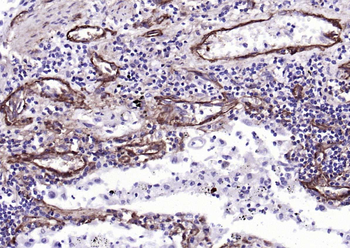 CD90/Thy-1 Recombinant Rabbit 