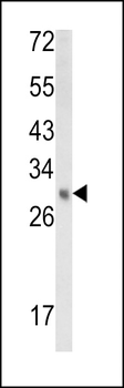 EBP Antibody (N-term)抗体，orb396